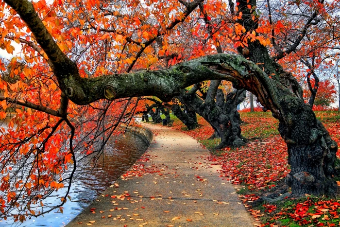 orange leafed trees near body of water nature fall leaves 2k 4k