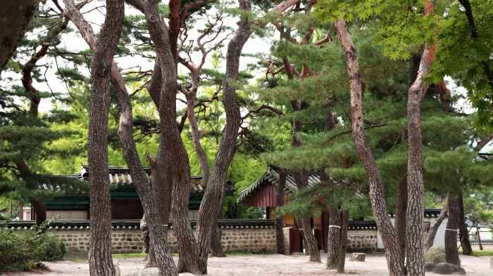pine tree pinetree trees plant plants leaf 2k 4k 5k
