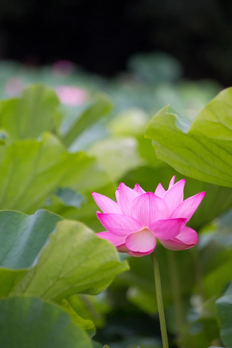 pink flower surrounded by green leaves lotus Garden 2k 4k