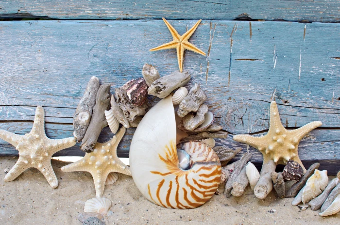 white and brown conch shell sand beach tree wood marine 2k 4k 5k