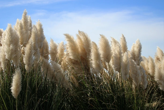 white dandelions photography hatteras grass pampas ocean 2k 4k 5k