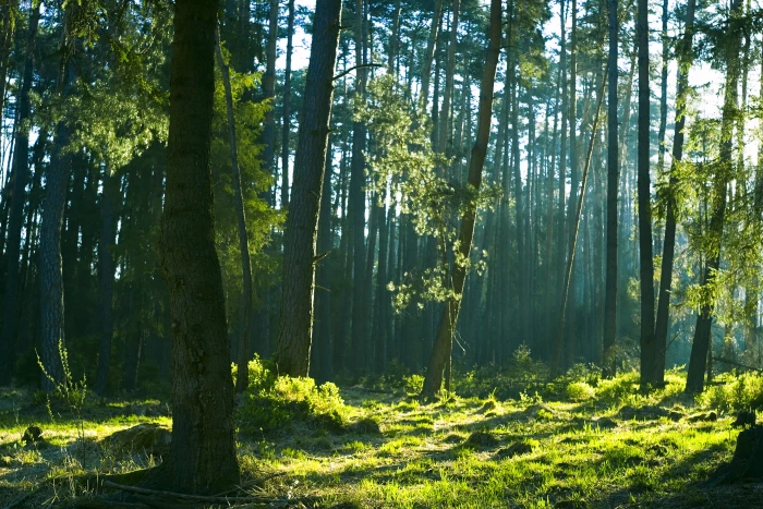 forest beautiful morning tree nature landscape water 2k 4k 5k