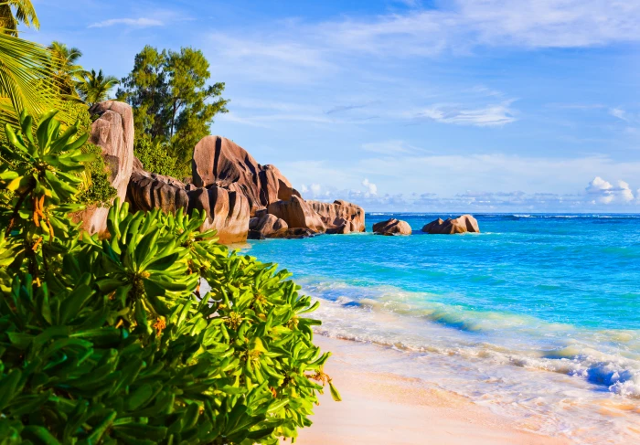 green leafed plant sand sea beach the sun palm trees nature 2k 4k 5k