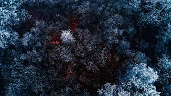 The Red Ice Forest aerial view amazing nature trees forest 2k