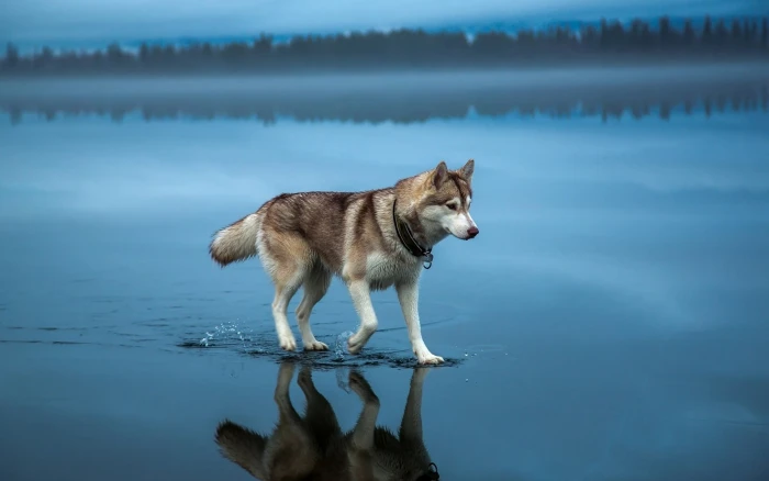 animal lake shore wolf reflection water cute 2k