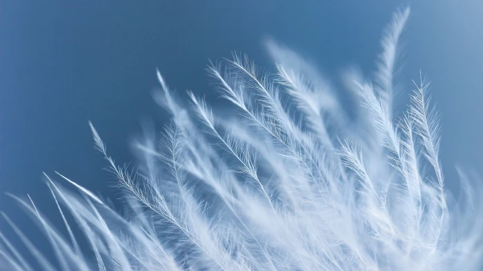 feather macro 2k 4k