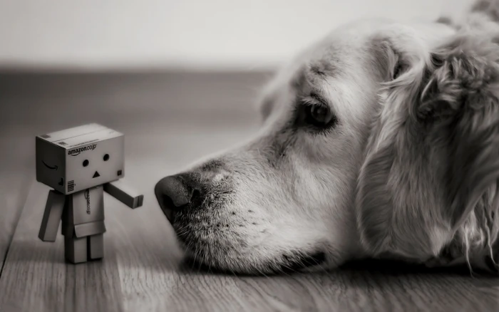 adult golden labrador Labrador retriever leaning on floor near robot toy 2k