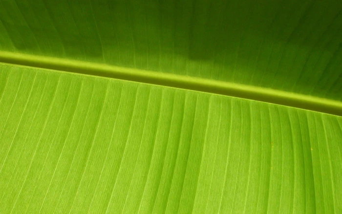 banana leaf macro plants green color plant part backgrounds 2k