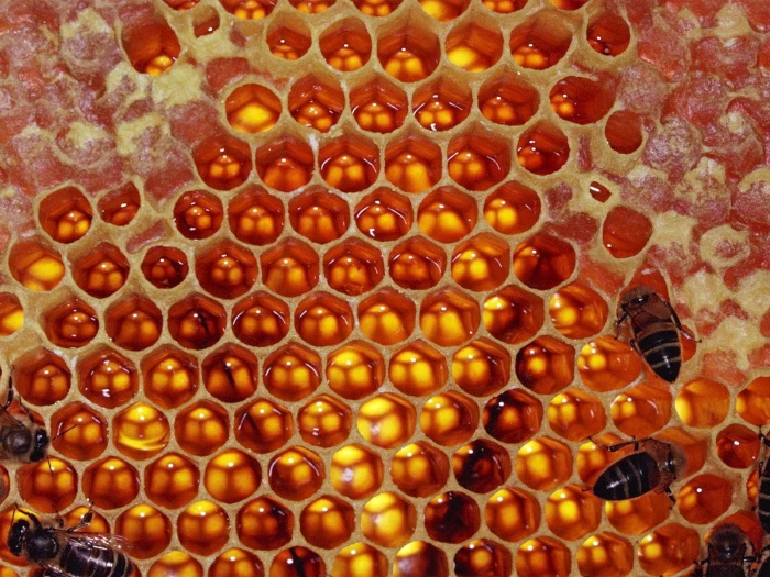 beige beehive honeycomb bees sweet beeswax yellow hexagon 2k