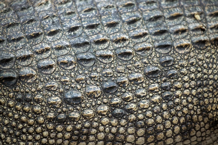 black crocodile leather texture skin full frame backgrounds 2k 4k 5k