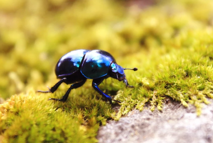black dung beetle beetles insect moss macro nature animals 2k