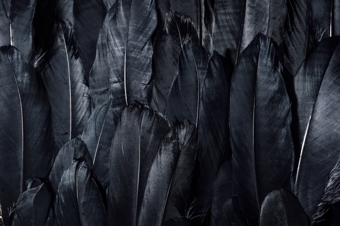 black feathers dark nature backgrounds pattern abstract 2k 4k 5k
