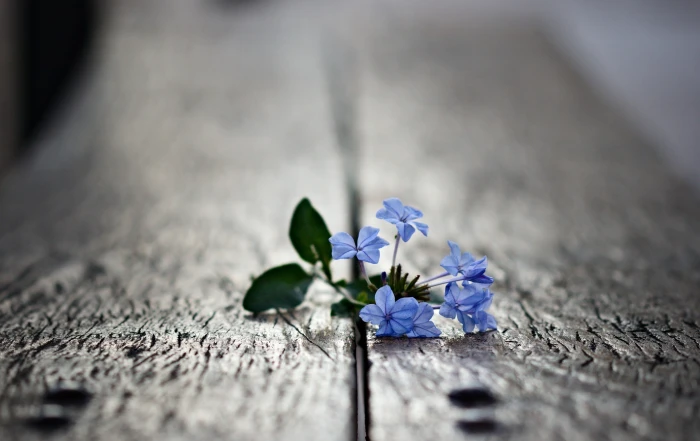 blue petaled flowers macro plants nature close up backgrounds 2k 4k