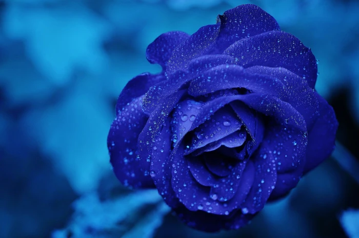 Blue Rose beauty bloom droplets flora flower fresh HD wallpaper 2k 4k 5k