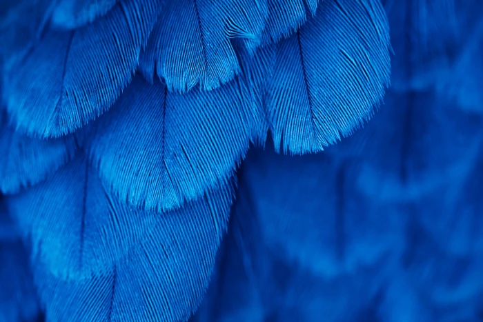 blue textile untitled macro feathers bird animal parrot 2k 4k 5k