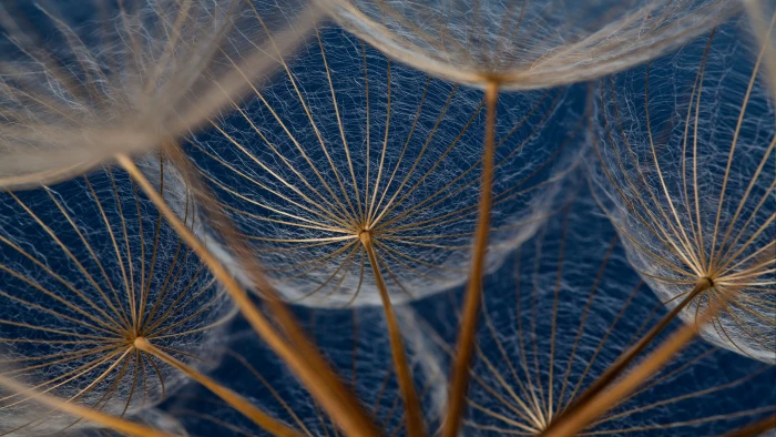 blue nature close up flora photography macro 2k 4k