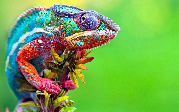 blue red and purple chameleon untitled chameleons colorful 2k