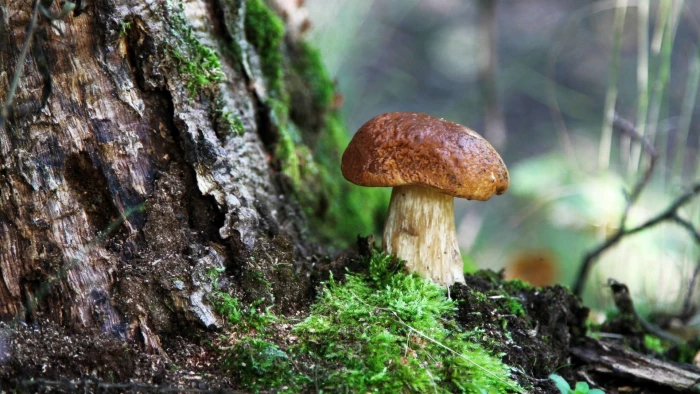 brown and white mushroom nature trees forest moss macro 2k