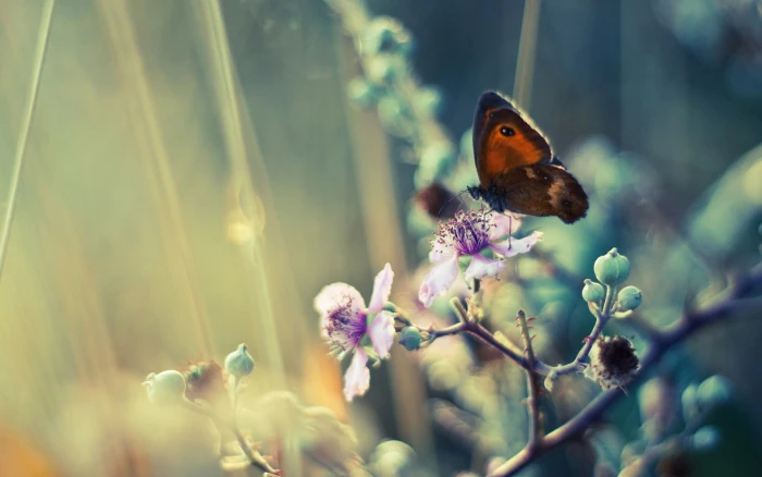 brown butterfly painting close up photo of owl perched on flower 2k