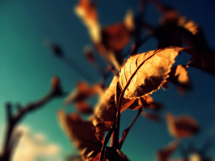 brown dried leaf close up photo of macro depth field 2k