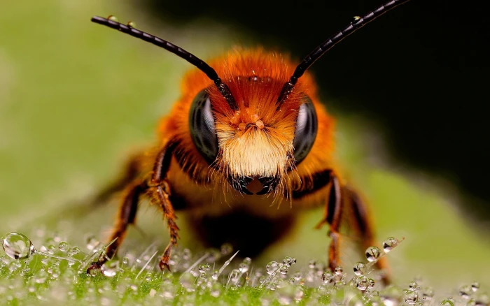 brown honeybee and black bee in closeup photo macro insect 2k