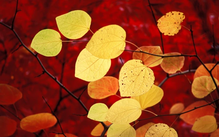 brown leafed plant nature leaves plants yellow red macro 2k