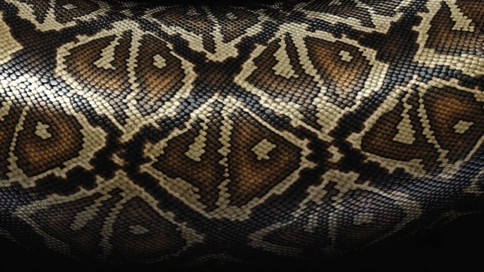 brown snakeskin textile scales patterns texture reptile backgrounds 2k