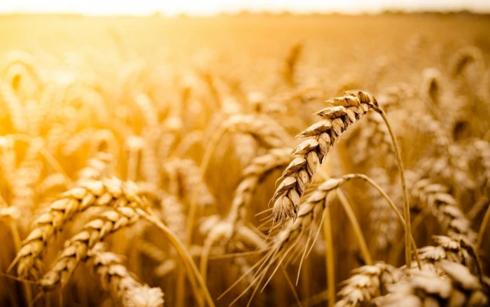 brown wheat field macro plants cereal plant agriculture crop 2k