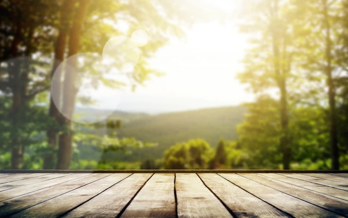 brown wooden surface forest summer the sky sun macro 2k