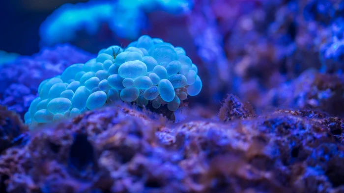 bubble coral blue reef biology beautiful marine 2k 4k 5k
