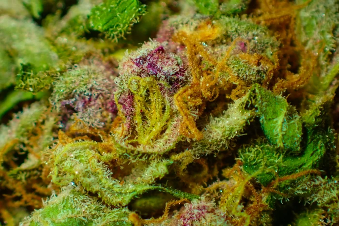 bud cannabis close up dope drug flower ganja green hemp 2k 4k 5k