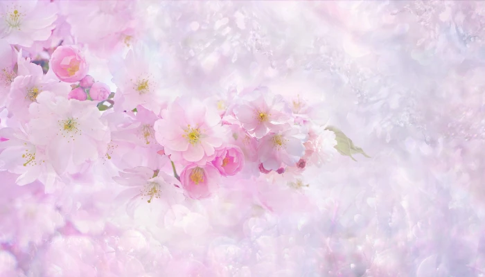 cherry blossom digital wallpaper nature flower plant summer 2k 4k