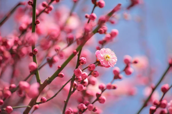 Cherry Blossom macro photography pink Color nature flower 2k 4k 5k