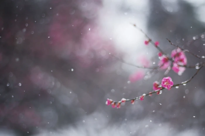 cherry blossom winter flower macro snow branch bokeh drain 2k