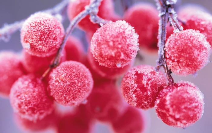 cherry fruits macro food depth of field frost pink red 2k