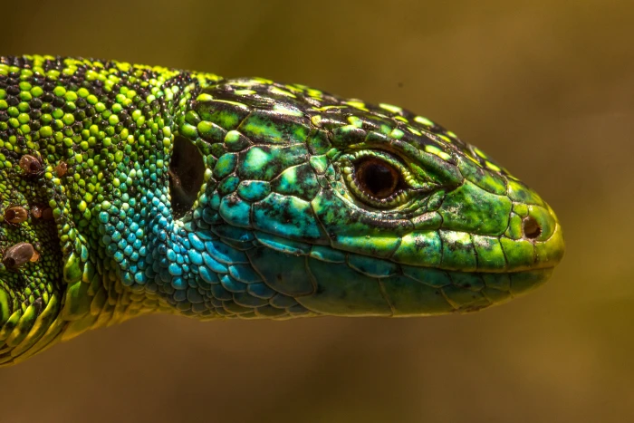 close up photography of green blue and black lizard lacerta bilineata western 2k 4k 5k