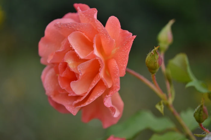 close up photography of pink rose flower orange nature floral 2k 4k 5k