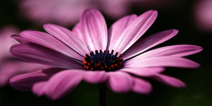 close up photography of purple daisy F B L picmonkey nature 2k 4k