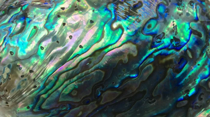 closeup photo of green and blue abstract painting shell sea 2k