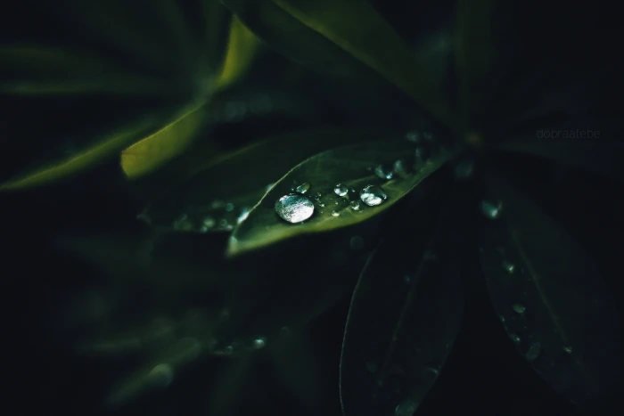 close up photography of water drops on green leaf plants macro 2k 4k