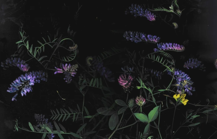 dark floral flowers macro 2k