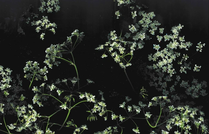 dark floral flowers macro 2k