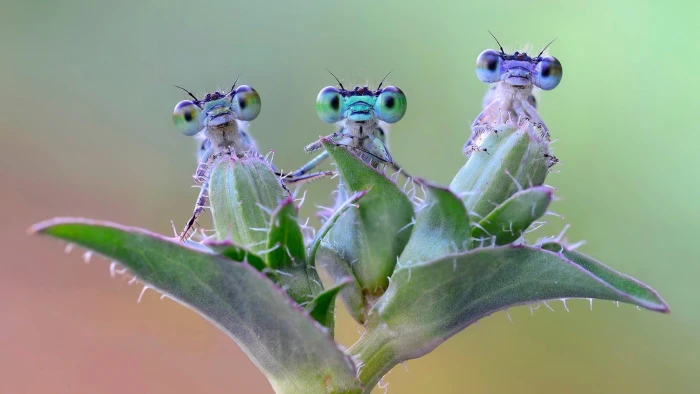 dragonfly dragonflies plant macro photo amazing 2k