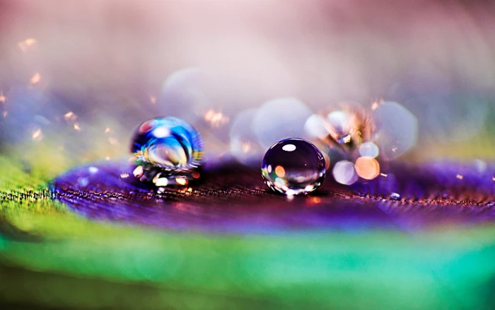 Drop dew close up feather peacock bokeh blur Macro background 2k
