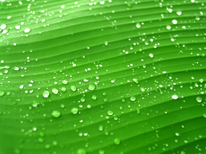 drop waters green banana leaf drops grass dew rain closeup 2k