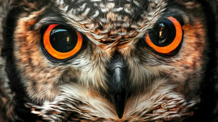 eagle owl beak fauna close up bird of prey wildlife eyes 2k
