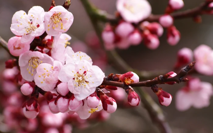 Flower Blossom Cherry Macro HD nature 2k