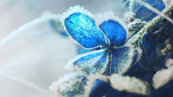 frost macro photography hoarfrost rime blue flower 2k 4k