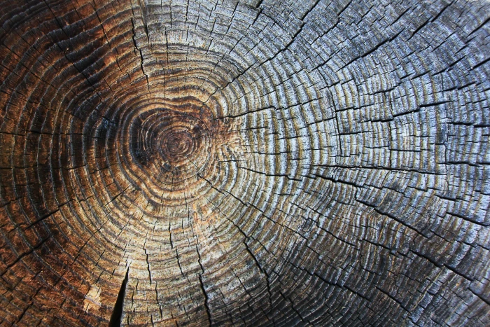 gray and brown three surface wood texture annual rings structure 2k 4k 5k