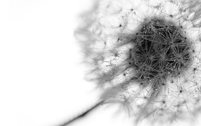 gray dandelion closeup photo of white flower nature 2k